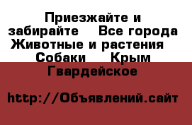 Приезжайте и забирайте. - Все города Животные и растения » Собаки   . Крым,Гвардейское